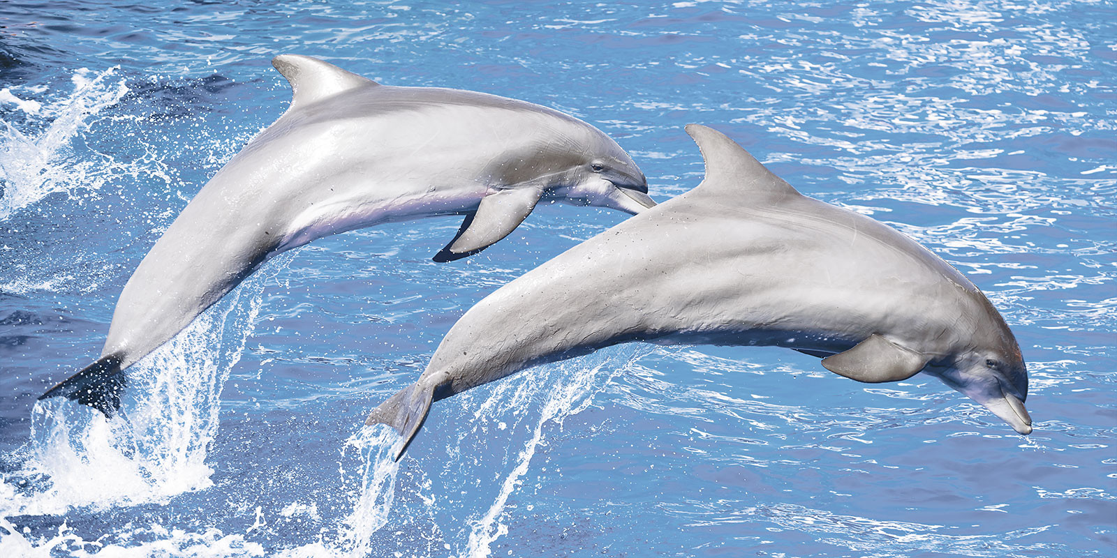 Set Decorativ 4 placi KAI Dolphins, finisaj lucios, decor delfini, 60 x 30 cm